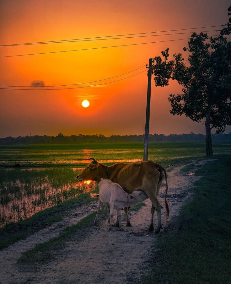 Scenic One-Horned Rhinoceros Standing in Assam Valley Valley Plain Lands
