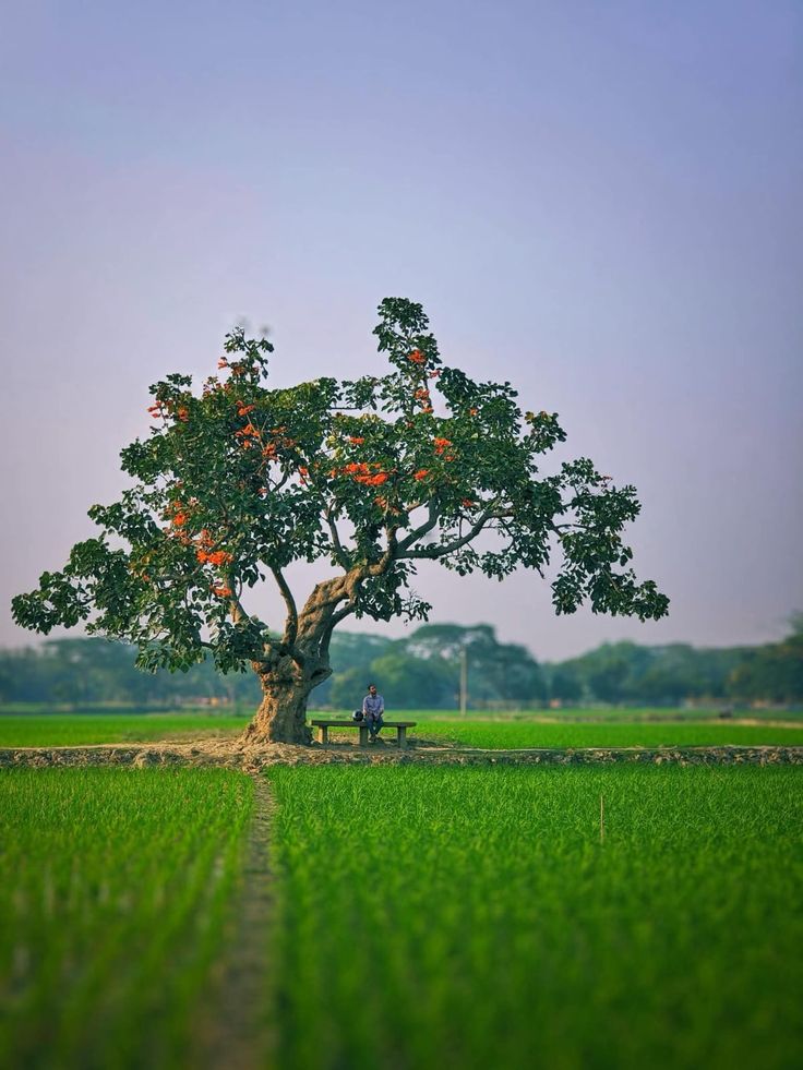 Scenic One-Horned Rhinoceros Standing in Assam Valley Valley Plain Lands